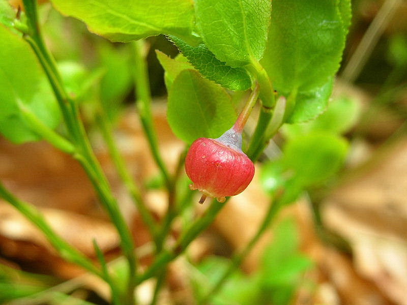 Vaccinium myrtillus / Mirtillo nero